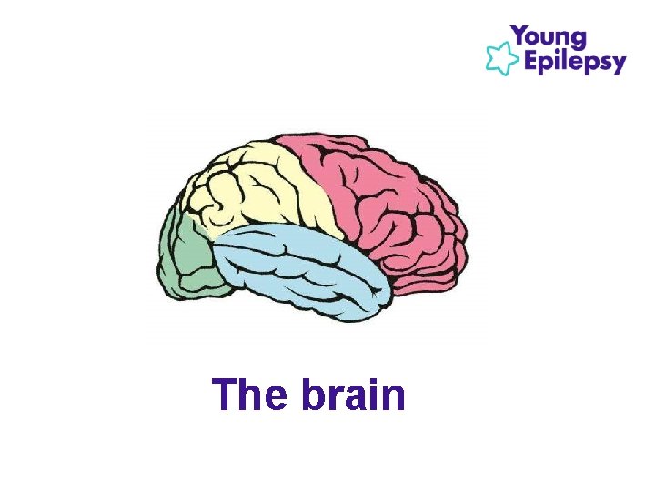 The brain The brain