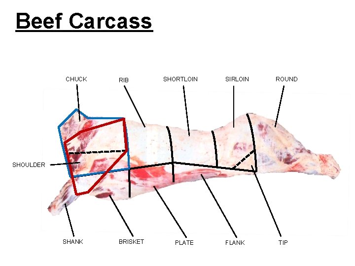 Beef Carcass CHUCK RIB SHORTLOIN SIRLOIN ROUND SHOULDER SHANK BRISKET PLATE FLANK TIP Beef Carcass CHUCK RIB SHORTLOIN SIRLOIN ROUND SHOULDER SHANK BRISKET PLATE FLANK TIP