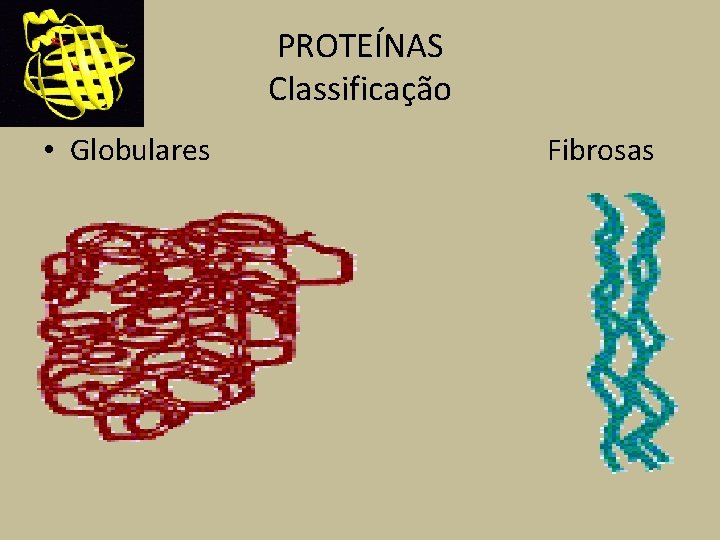 PROTEÍNAS Classificação • Globulares Fibrosas 