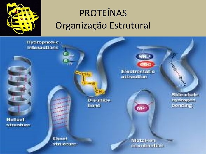 PROTEÍNAS Organização Estrutural 