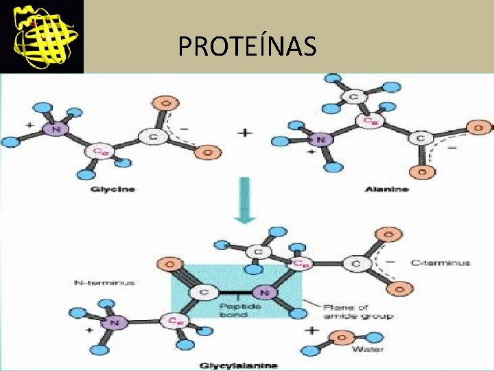 PROTEÍNAS 