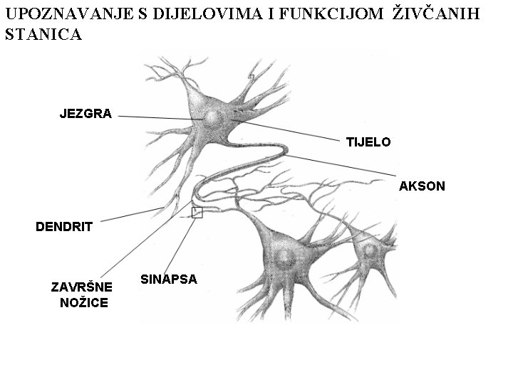 UPOZNAVANJE S DIJELOVIMA I FUNKCIJOM ŽIVČANIH STANICA JEZGRA TIJELO AKSON DENDRIT ZAVRŠNE NOŽICE SINAPSA