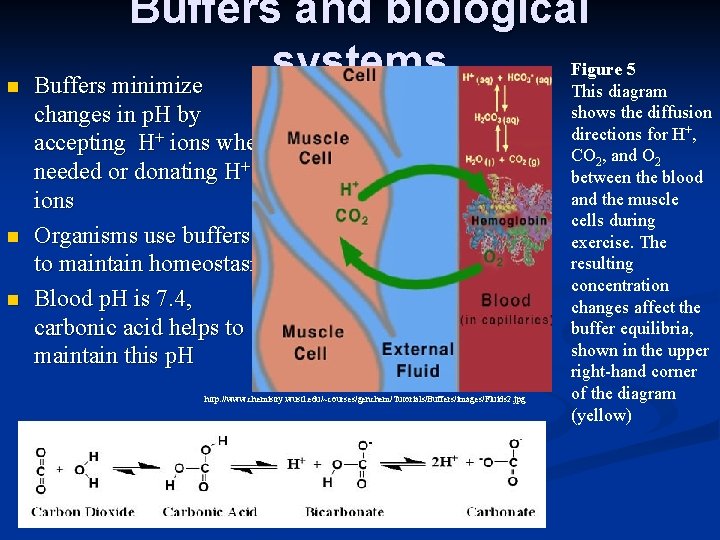 n n n Buffers and biological Figure 5 systems Buffers minimize This diagram changes