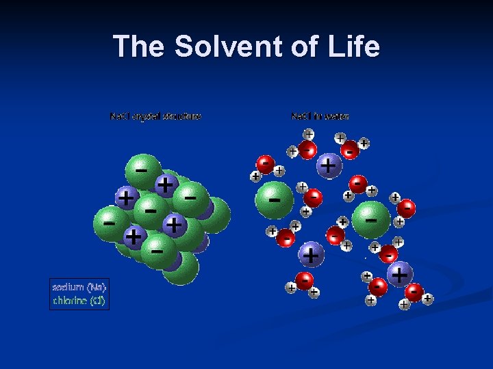 The Solvent of Life 