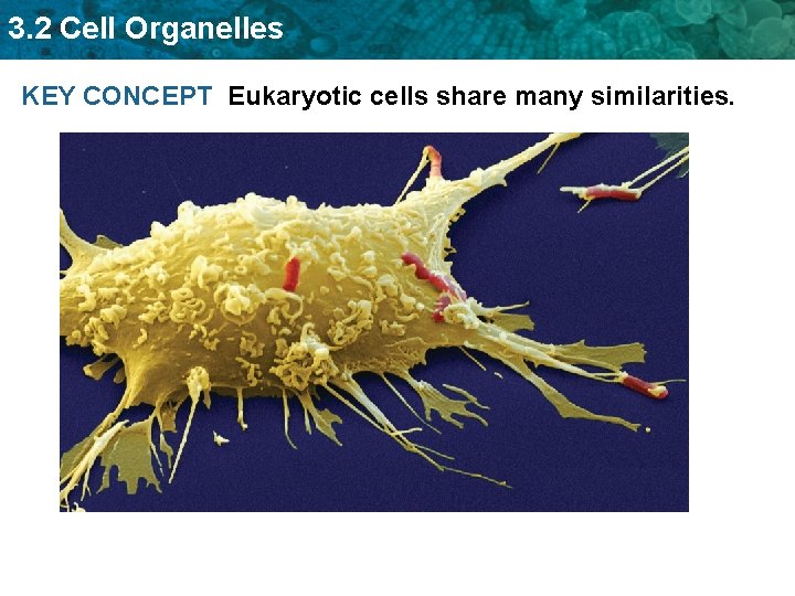 3. 2 Cell Organelles KEY CONCEPT Eukaryotic cells share many similarities. 