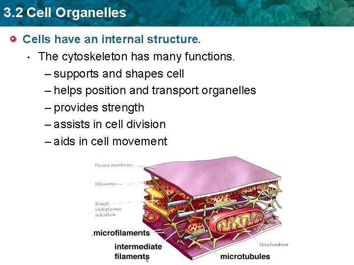 3. 2 Cell Organelles Cells have an internal structure. • The cytoskeleton has many