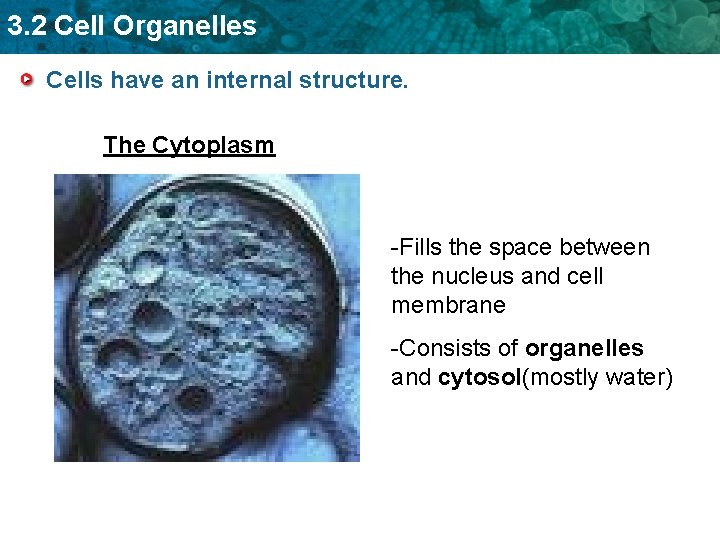 3. 2 Cell Organelles Cells have an internal structure. The Cytoplasm -Fills the space