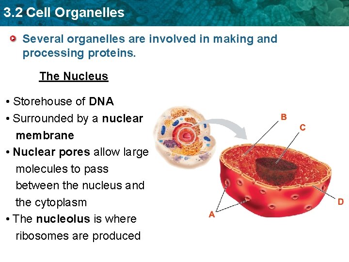 3. 2 Cell Organelles Several organelles are involved in making and processing proteins. The