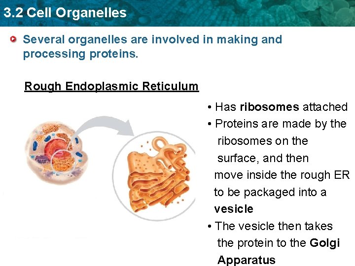 3. 2 Cell Organelles Several organelles are involved in making and processing proteins. Rough