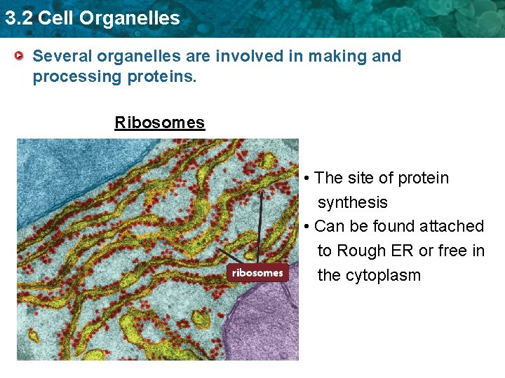 3. 2 Cell Organelles Several organelles are involved in making and processing proteins. Ribosomes