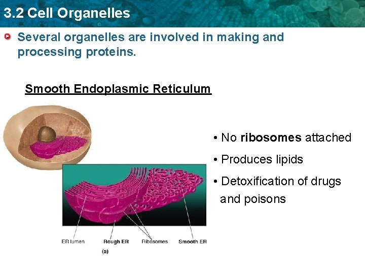 3. 2 Cell Organelles Several organelles are involved in making and processing proteins. Smooth