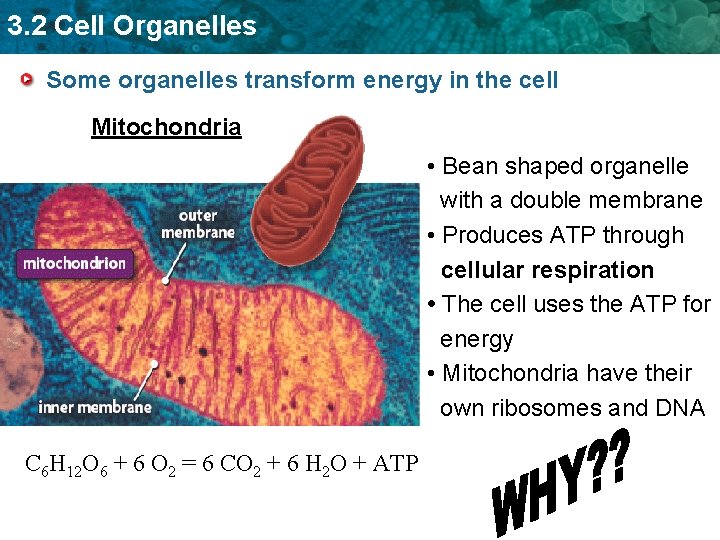 3. 2 Cell Organelles Some organelles transform energy in the cell Mitochondria • Bean