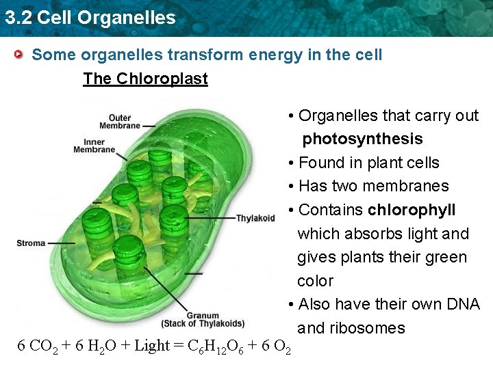3. 2 Cell Organelles Some organelles transform energy in the cell The Chloroplast •