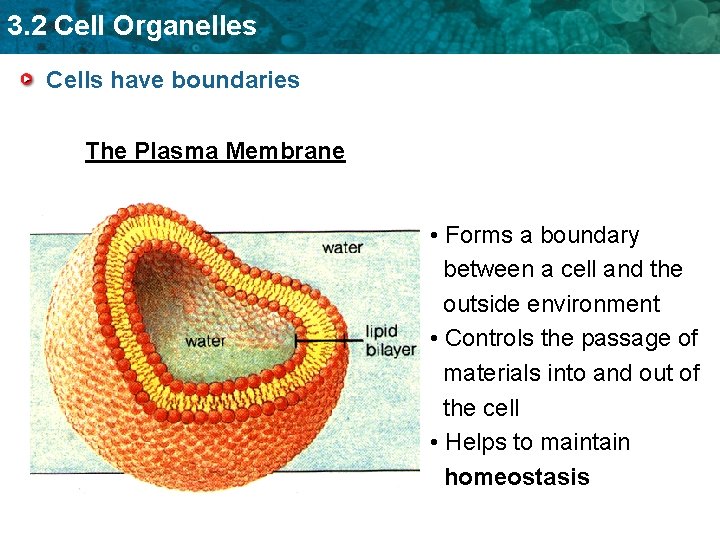 3. 2 Cell Organelles Cells have boundaries The Plasma Membrane • Forms a boundary