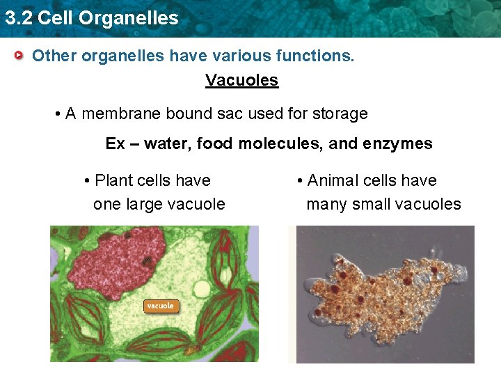 3. 2 Cell Organelles Other organelles have various functions. Vacuoles • A membrane bound