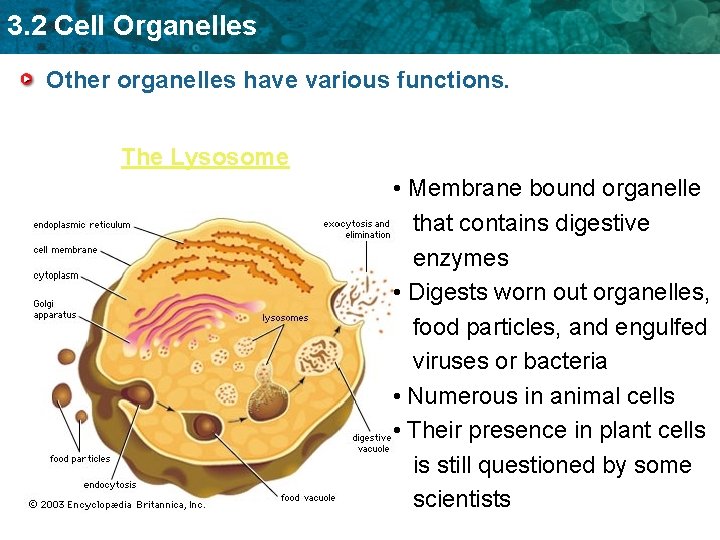 3. 2 Cell Organelles Other organelles have various functions. The Lysosome • Membrane bound