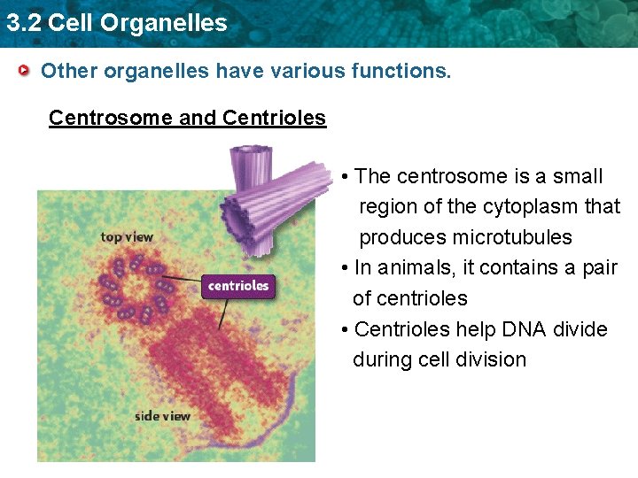 3. 2 Cell Organelles Other organelles have various functions. Centrosome and Centrioles • The