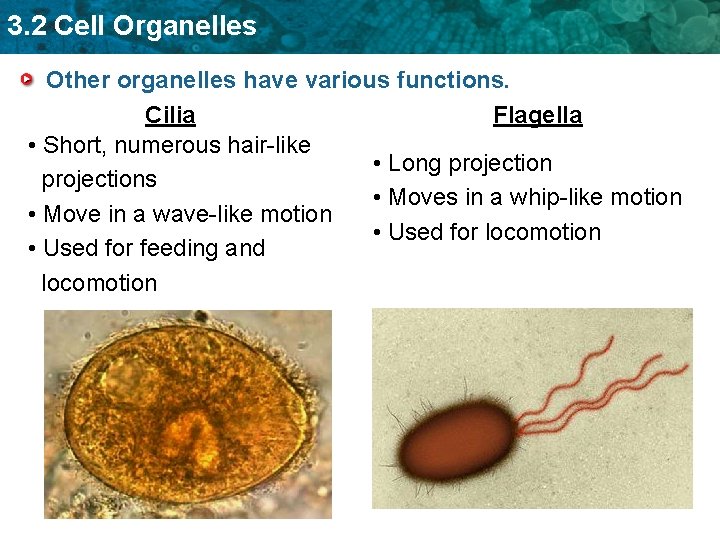 3. 2 Cell Organelles Other organelles have various functions. Cilia Flagella • Short, numerous