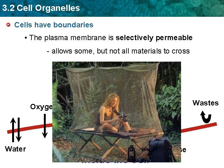 3. 2 Cell Organelles Cells have boundaries • The plasma membrane is selectively permeable