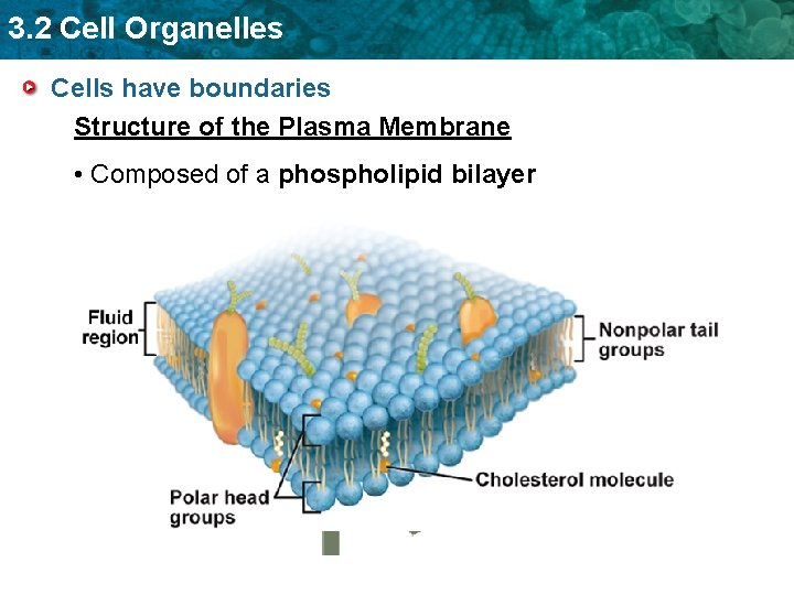 3. 2 Cell Organelles Cells have boundaries Structure of the Plasma Membrane • Composed
