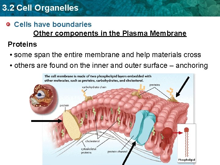 3. 2 Cell Organelles Cells have boundaries Other components in the Plasma Membrane Proteins