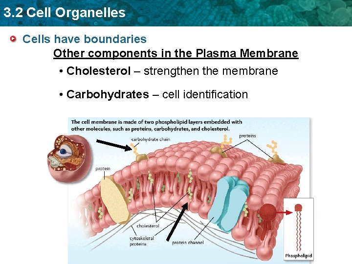 3. 2 Cell Organelles Cells have boundaries Other components in the Plasma Membrane •