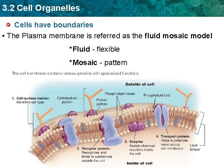 3. 2 Cell Organelles Cells have boundaries • The Plasma membrane is referred as