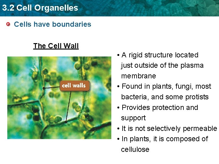 3. 2 Cell Organelles Cells have boundaries The Cell Wall • A rigid structure