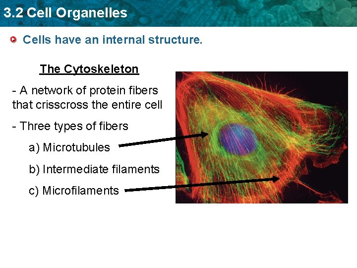 3. 2 Cell Organelles Cells have an internal structure. The Cytoskeleton - A network