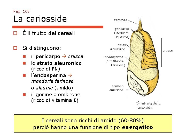 Pag. 105 La cariosside o È il frutto dei cereali o Si distinguono: n