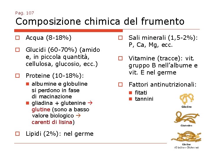 Pag. 107 Composizione chimica del frumento o Acqua (8 -18%) o Glucidi (60 -70%)