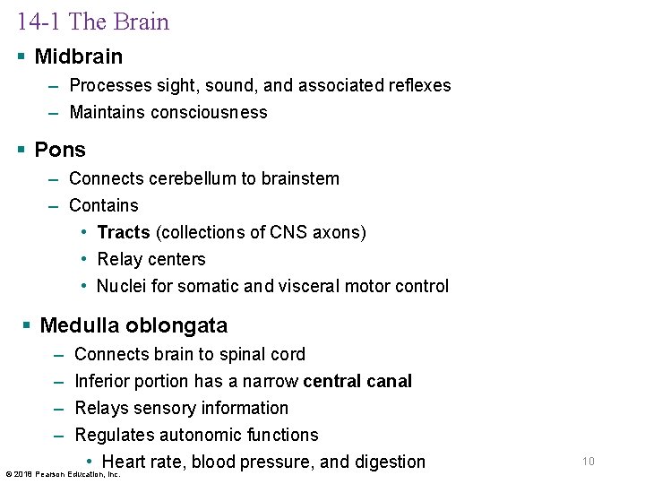 14 -1 The Brain § Midbrain – Processes sight, sound, and associated reflexes –