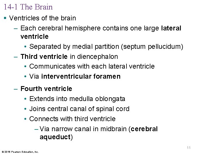 14 -1 The Brain § Ventricles of the brain – Each cerebral hemisphere contains