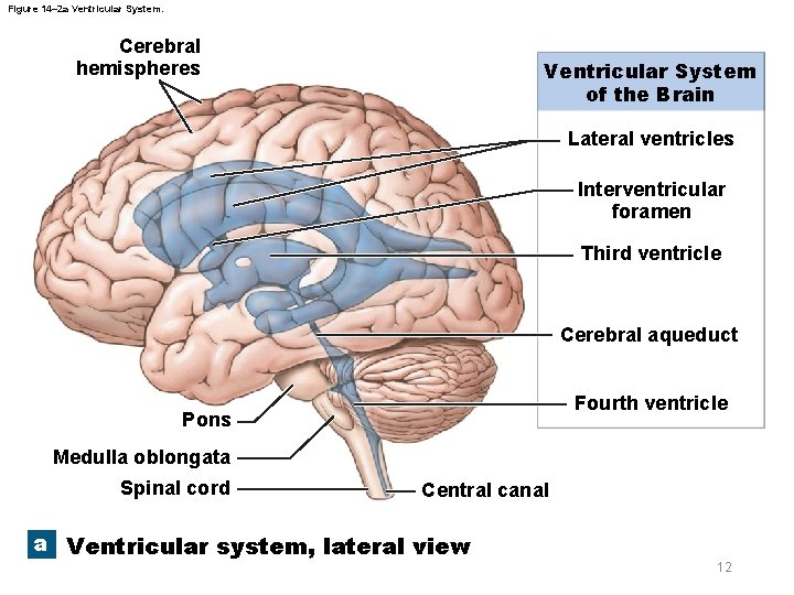 Figure 14– 2 a Ventricular System. Cerebral hemispheres Ventricular System of the Brain Lateral