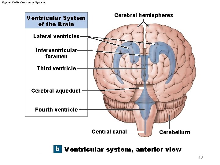Figure 14– 2 b Ventricular System of the Brain Cerebral hemispheres Lateral ventricles Interventricular