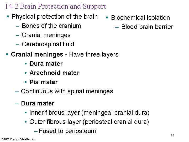 14 -2 Brain Protection and Support § Physical protection of the brain – Bones