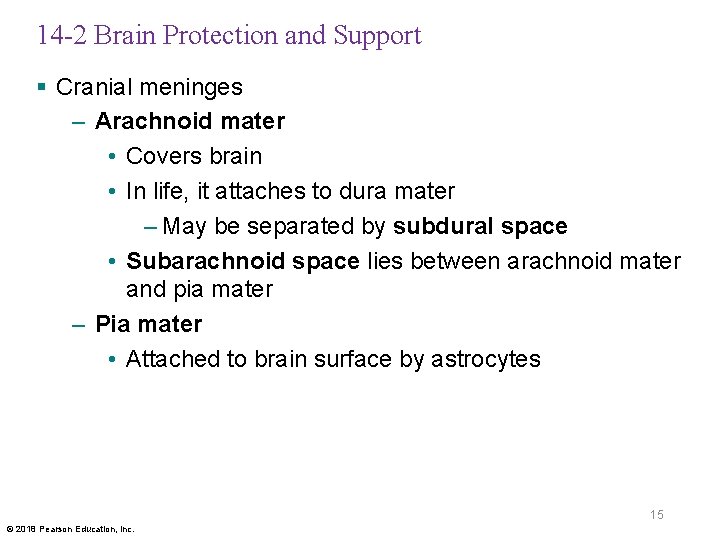 14 -2 Brain Protection and Support § Cranial meninges – Arachnoid mater • Covers