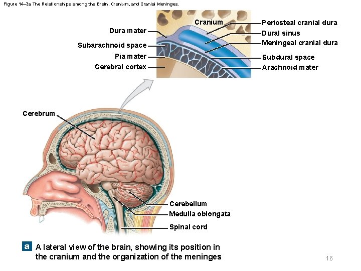 Figure 14– 3 a The Relationships among the Brain, Cranium, and Cranial Meninges. Cranium