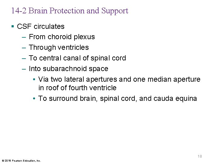 14 -2 Brain Protection and Support § CSF circulates – From choroid plexus –