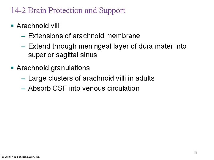 14 -2 Brain Protection and Support § Arachnoid villi – Extensions of arachnoid membrane