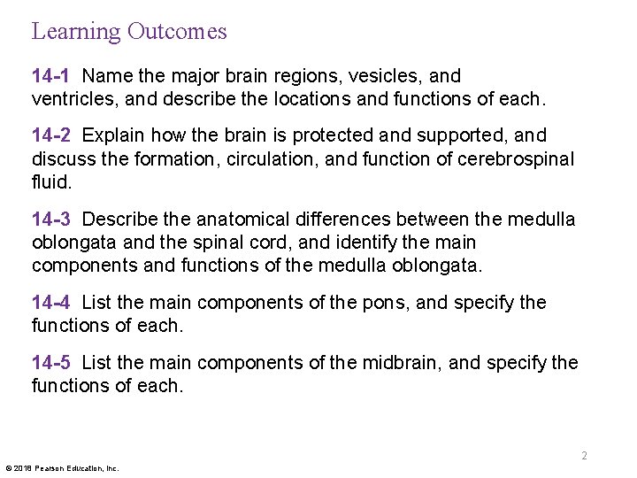 Learning Outcomes 14 -1 Name the major brain regions, vesicles, and ventricles, and describe