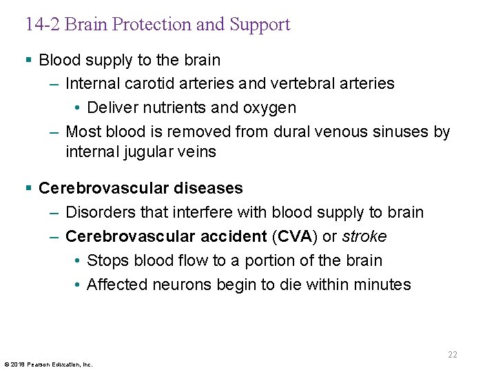 14 -2 Brain Protection and Support § Blood supply to the brain – Internal