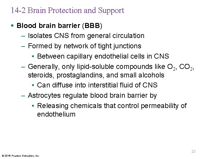 14 -2 Brain Protection and Support § Blood brain barrier (BBB) – Isolates CNS