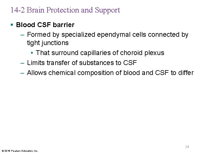 14 -2 Brain Protection and Support § Blood CSF barrier – Formed by specialized