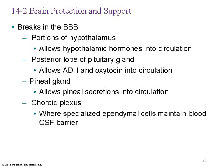 14 -2 Brain Protection and Support § Breaks in the BBB – Portions of