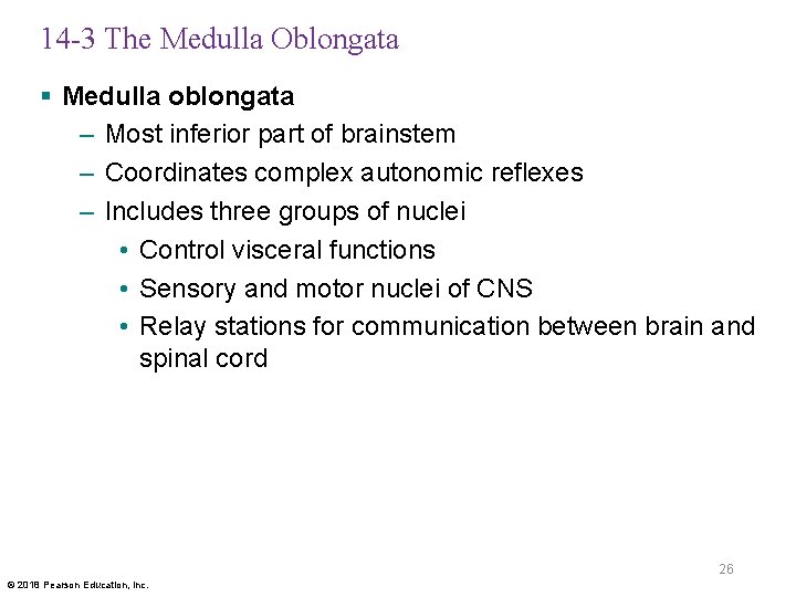 14 -3 The Medulla Oblongata § Medulla oblongata – Most inferior part of brainstem
