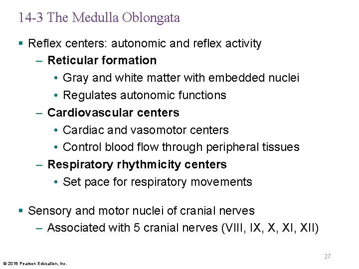 14 -3 The Medulla Oblongata § Reflex centers: autonomic and reflex activity – Reticular