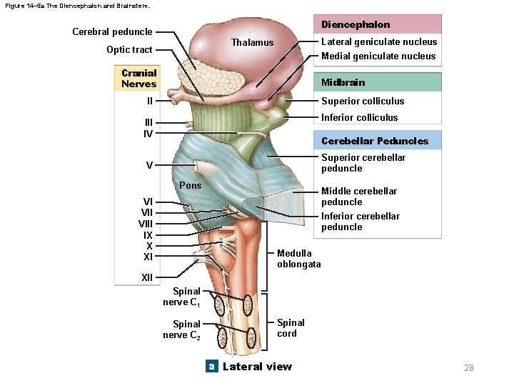 Figure 14– 5 a The Diencephalon and Brainstem. Diencephalon Cerebral peduncle Lateral geniculate nucleus