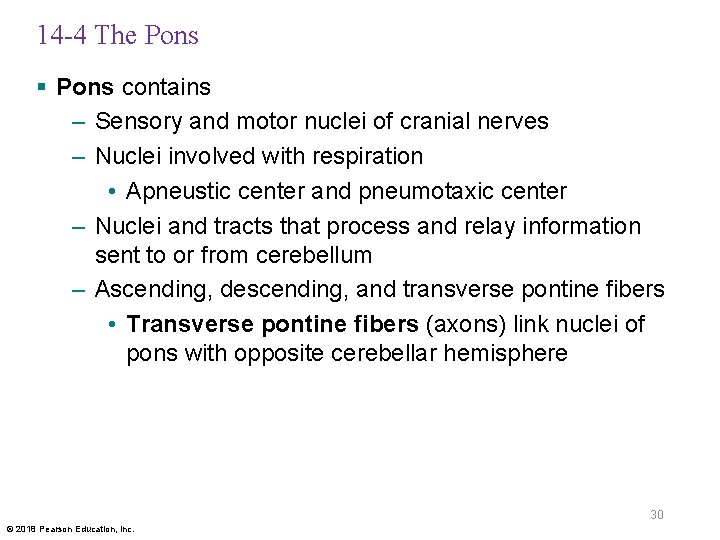 14 -4 The Pons § Pons contains – Sensory and motor nuclei of cranial