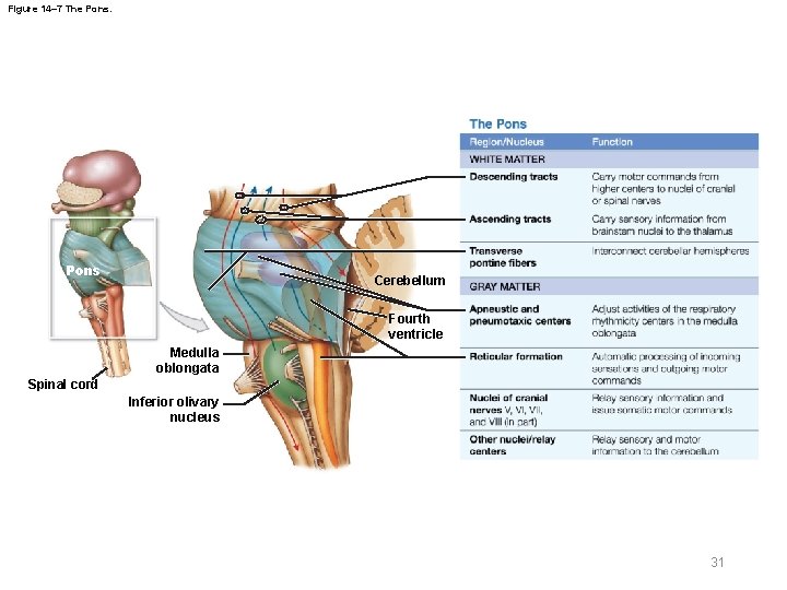 Figure 14– 7 The Pons Cerebellum Fourth ventricle Medulla oblongata Spinal cord Inferior olivary